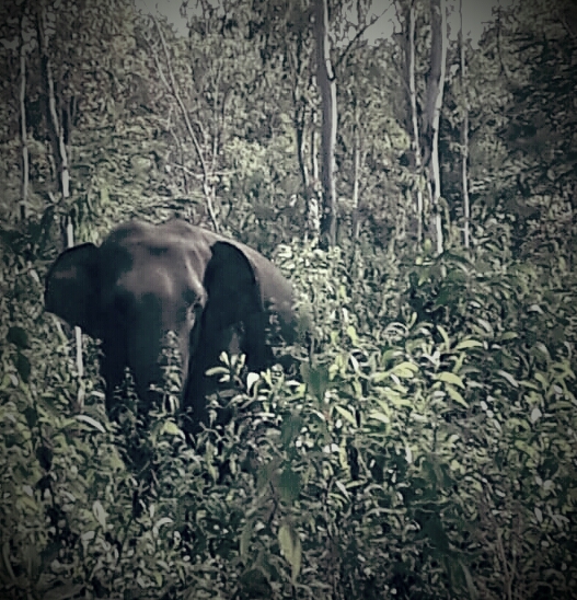 गजराज का आतंक, महिला व बच्ची को कुचल मारा, घरें&nbsp;क्षतिग्रस्त