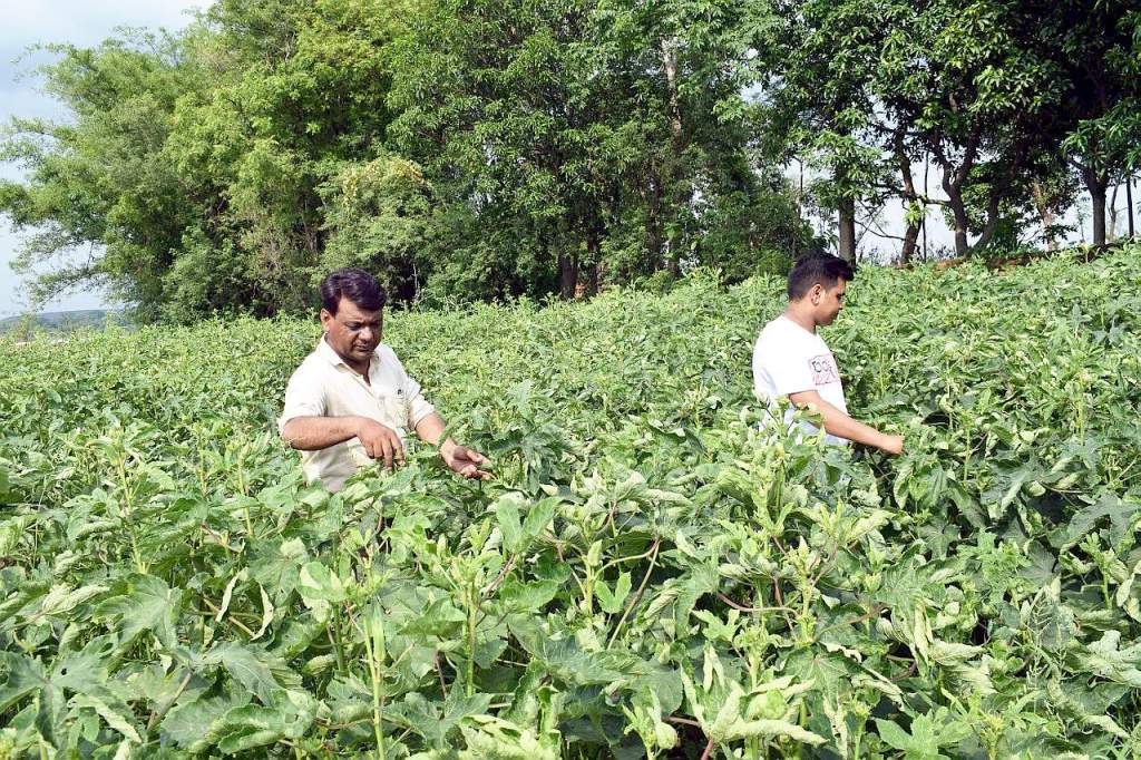 सरकारी मदद से उन्नत खेती की नई इबारत रच रहे बोकारो के ये दो&nbsp;किसान