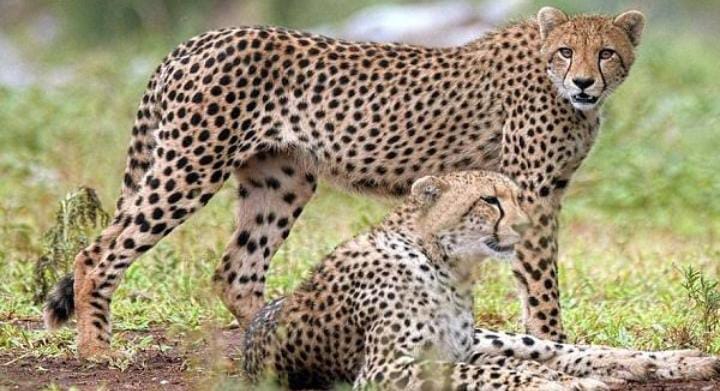 भागोsss चीता आया… बोकारो के चंदनकियारी में दिखे Panthers, DFO बोले तेंदुआ, लोगों की नींद हराम