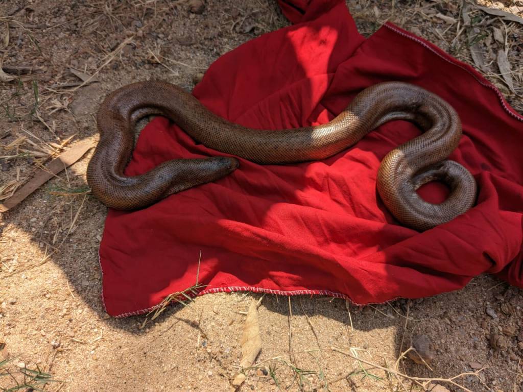 करोड़ों में है इस सांप की कीमत… सपेरे दिखा रहे थे तमाशा, विभाग ने किया&nbsp;गिरफ्तार