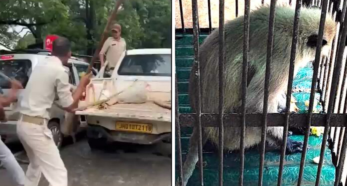 हड़कंप! चुकानी पड़ेगी बेजुबान लंगूर पर ‘क्रूरता’ की कीमत! VIDEO VIRAL होते ही हरकत में आया वन विभाग, FIR&nbsp;दर्ज